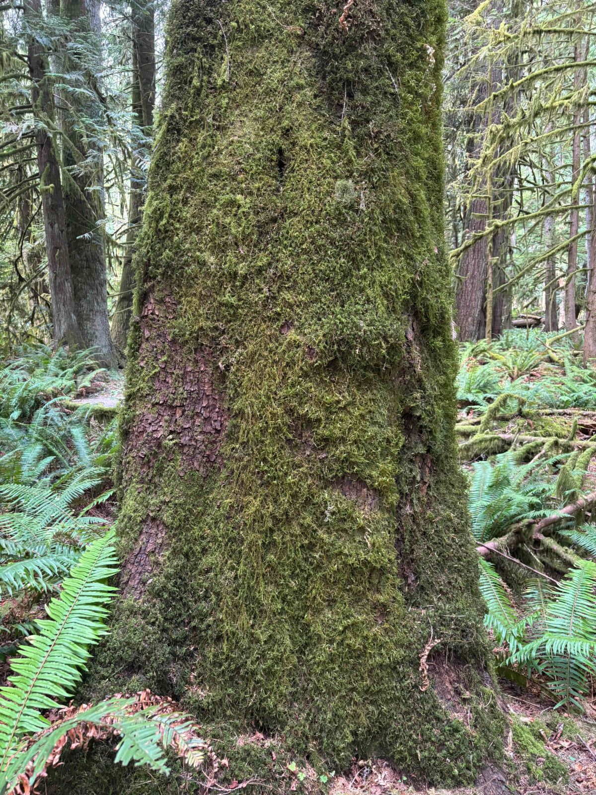 Tree trunk covered in thick moss among ferns