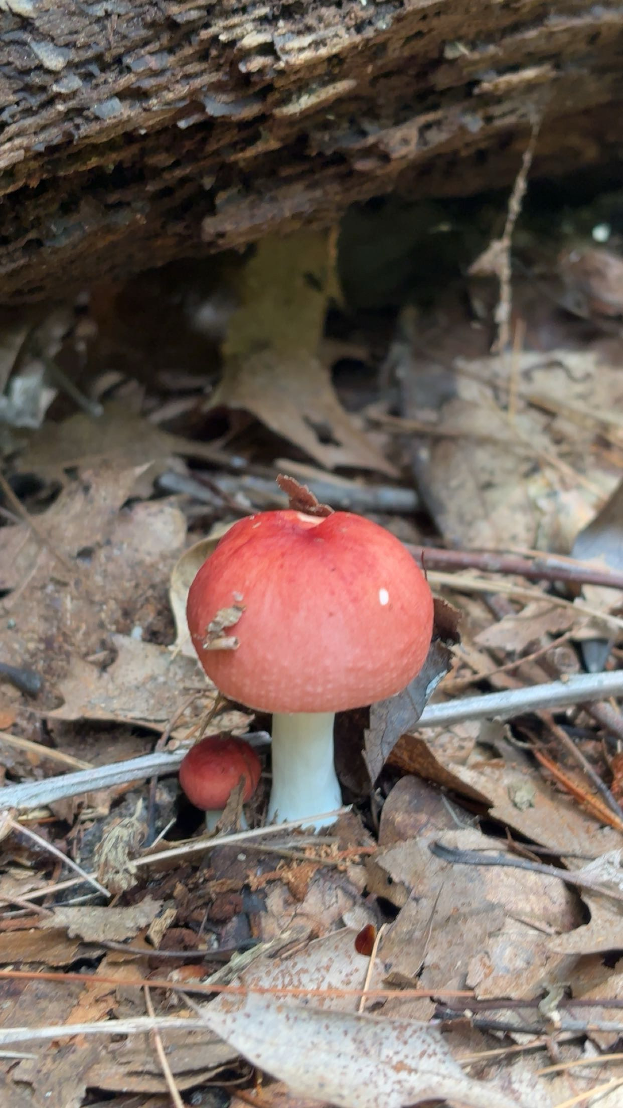 Small red mushroom on the forest floor