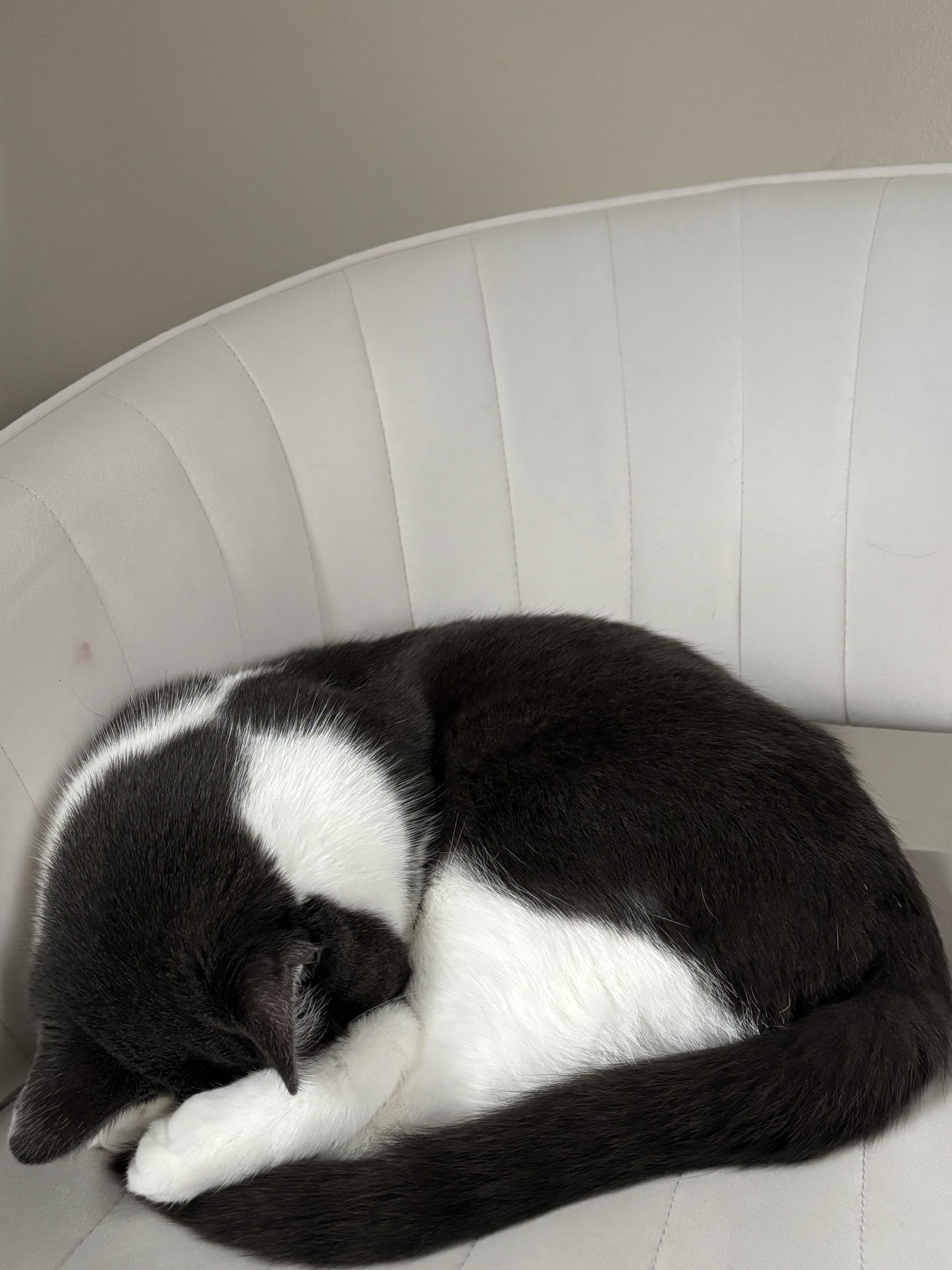 Cat curled up asleep on a white chair