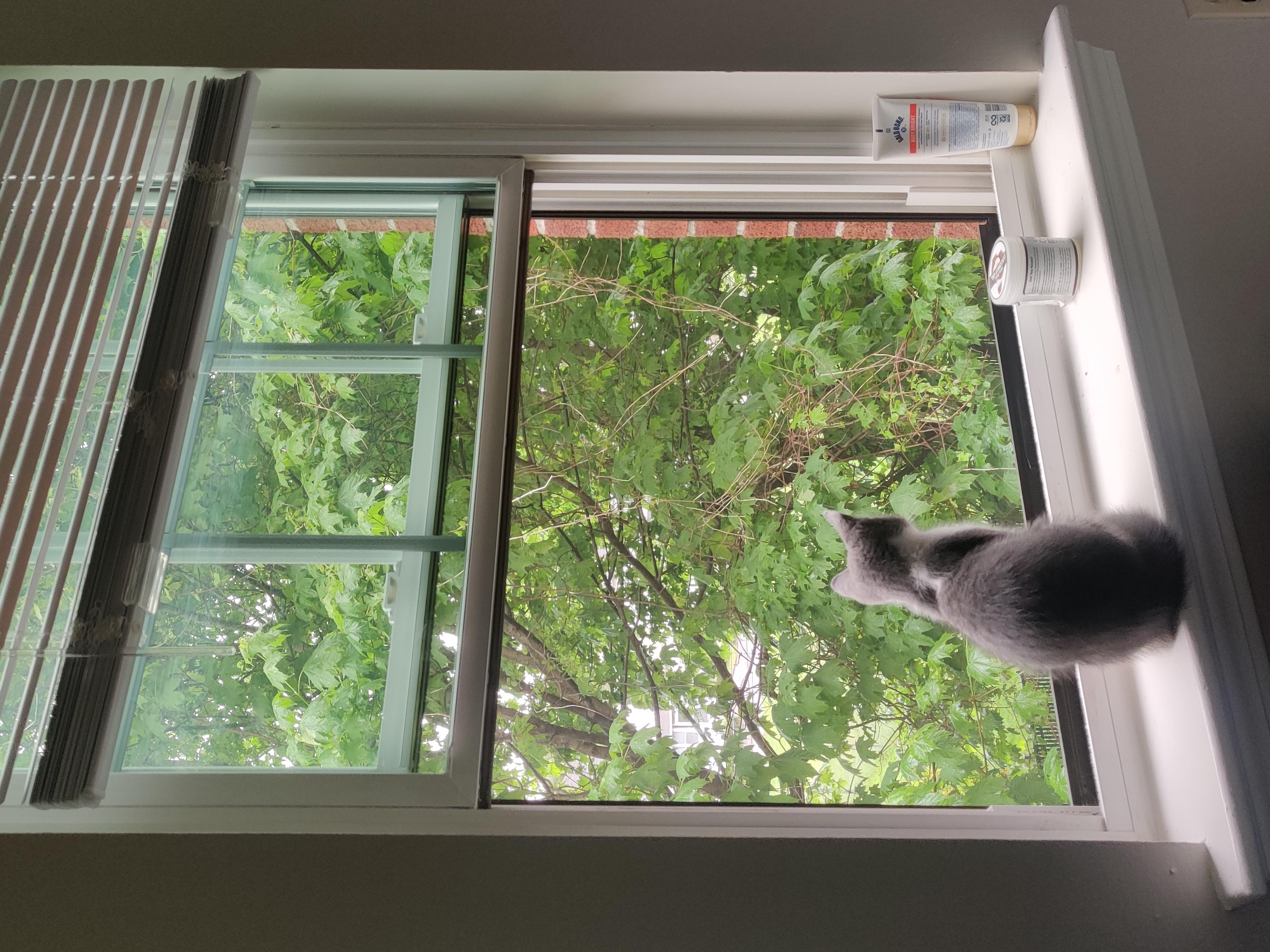Kitten looking out a window at the trees