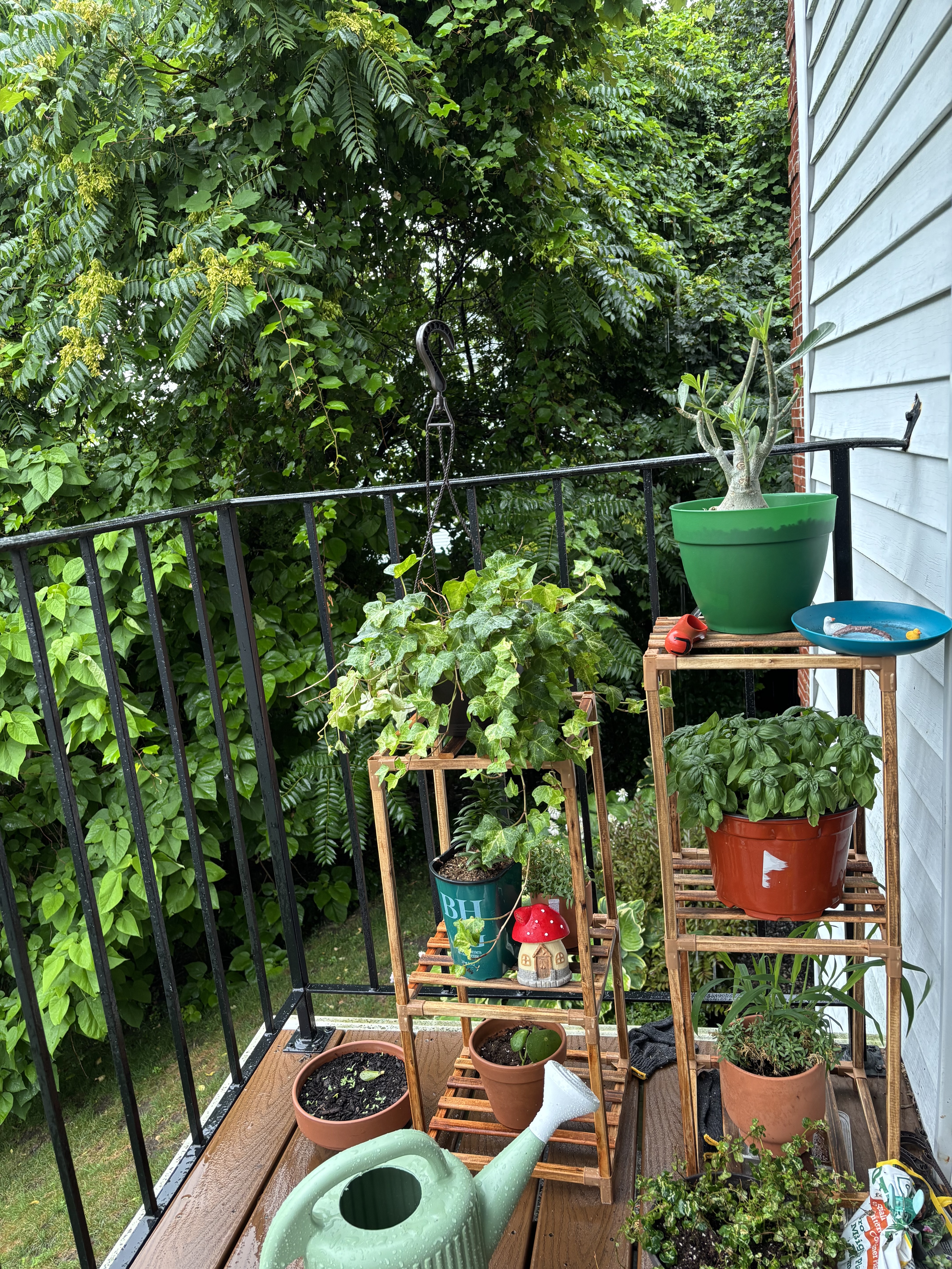 Balcony garden with ivy, basil and potted plants
